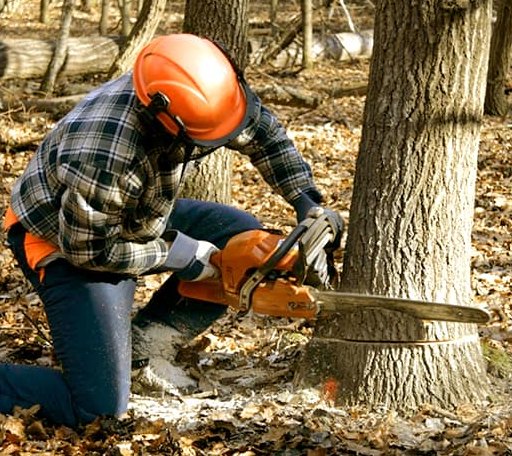 Tree Removal in Applegate, MI